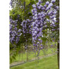 WISTERIA floribunda GRANDE DIVA CECILIA