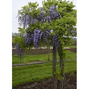 WISTERIA floribunda GRANDE DIVA CECILIA