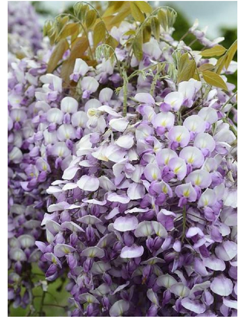 WISTERIA venusta GRANDE DIVA BARBARA