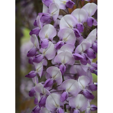 WISTERIA venusta GRANDE DIVA BARBARA