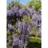 WISTERIA venusta GRANDE DIVA NATHALIE