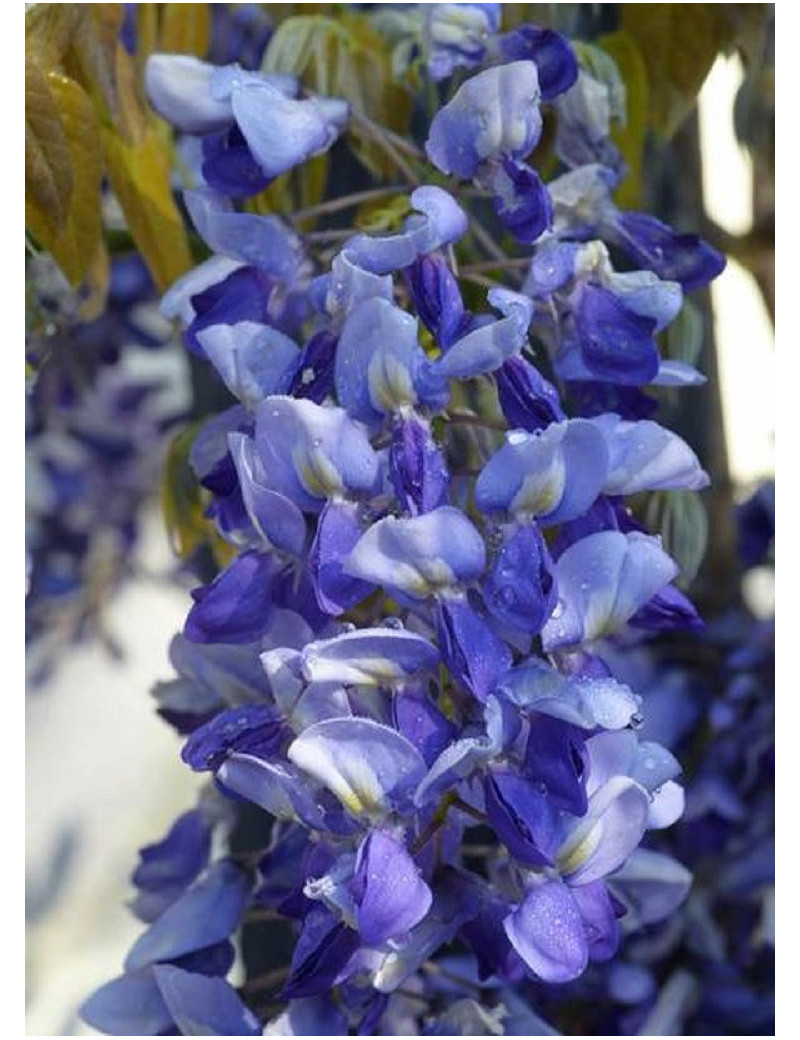 WISTERIA venusta GRANDE DIVA NATHALIE