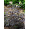 SAMBUCUS nigra BLACK LACE