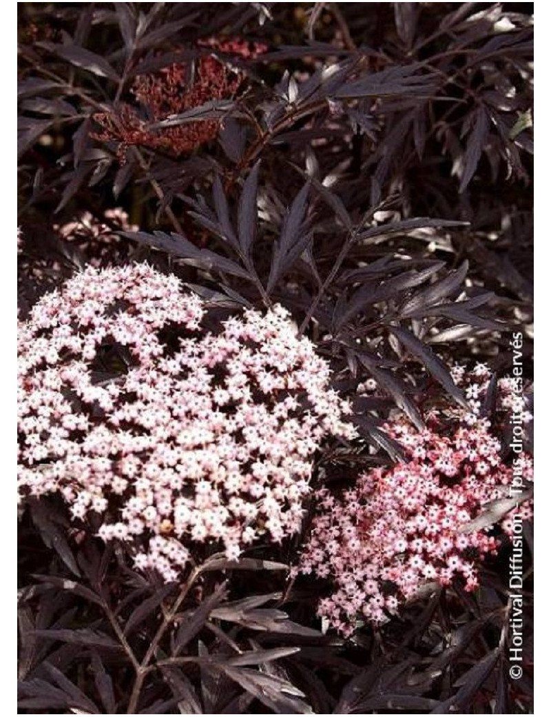 SAMBUCUS nigra BLACK LACE