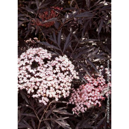 SAMBUCUS nigra BLACK LACE