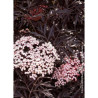 SAMBUCUS nigra BLACK LACE