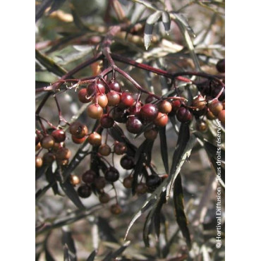 SAMBUCUS nigra BLACK LACE