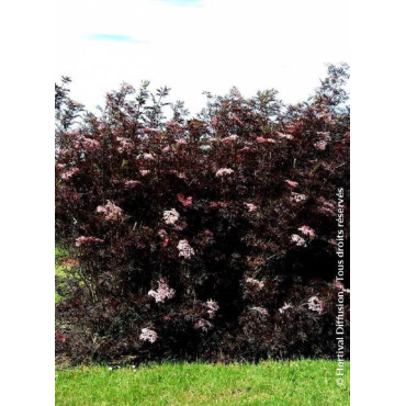 SAMBUCUS nigra BLACK LACE