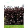 SAMBUCUS nigra BLACK LACE