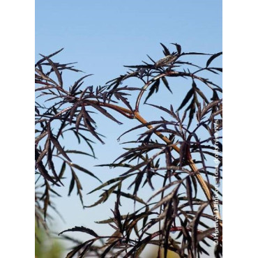 SAMBUCUS nigra BLACK LACE