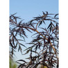 SAMBUCUS nigra BLACK LACE