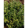 SARCOCOCCA confusa