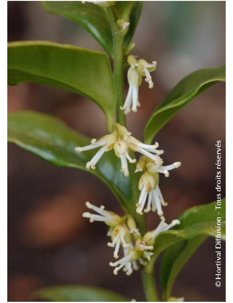 SARCOCOCCA confusa