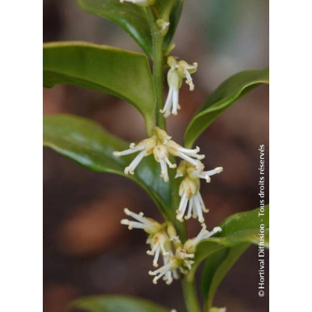 SARCOCOCCA confusa