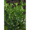 SARCOCOCCA confusa