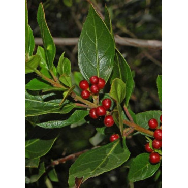 RHAMNUS alaternus