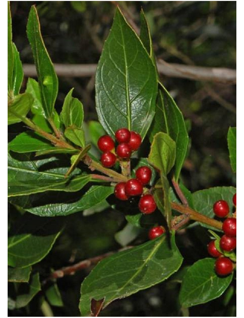 RHAMNUS alaternus