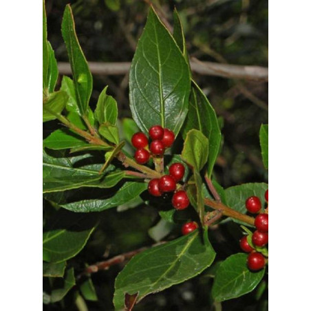 RHAMNUS alaternus