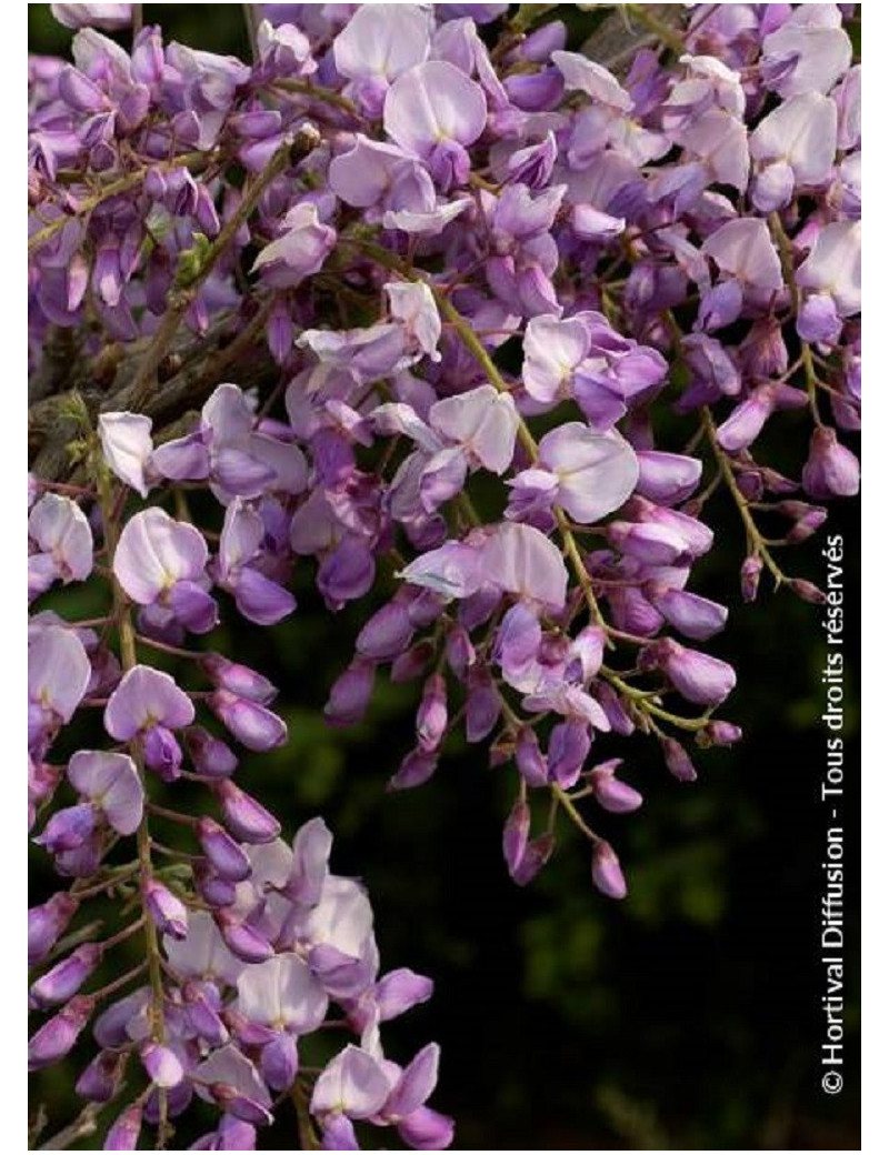 WISTERIA CAROLINE