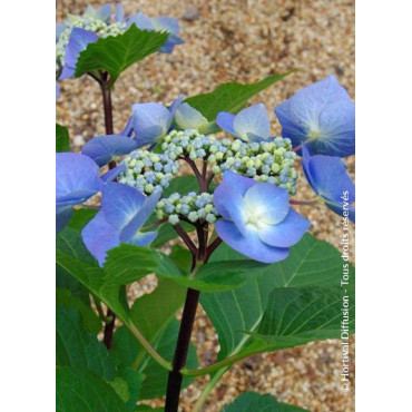 HYDRANGEA macrophylla ZORRO BLEU