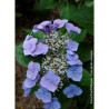 HYDRANGEA macrophylla ZORRO BLEU