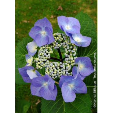 HYDRANGEA macrophylla ZORRO BLEU