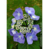 HYDRANGEA macrophylla ZORRO BLEU