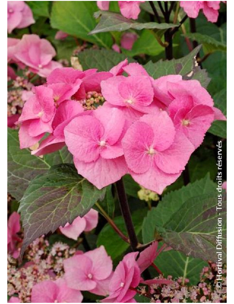 HYDRANGEA macrophylla ZORRO ROSE