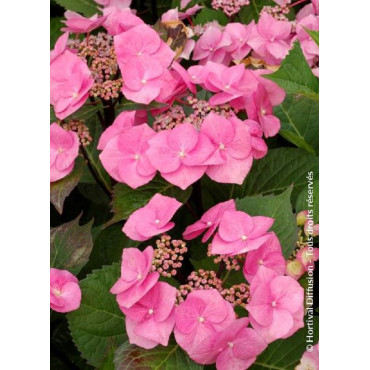 HYDRANGEA macrophylla ZORRO ROSE