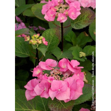 HYDRANGEA macrophylla ZORRO ROSE