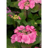 HYDRANGEA macrophylla ZORRO ROSE