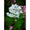 HYDRANGEA paniculata EARLY SENSATION