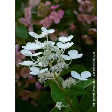 HYDRANGEA paniculata EARLY SENSATION