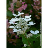 HYDRANGEA paniculata EARLY SENSATION