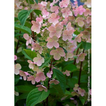 HYDRANGEA paniculata EARLY SENSATION