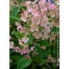 HYDRANGEA paniculata EARLY SENSATION