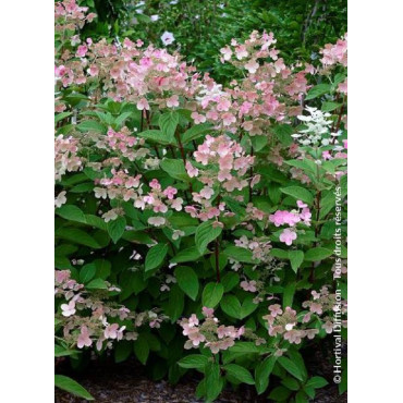 HYDRANGEA paniculata EARLY SENSATION