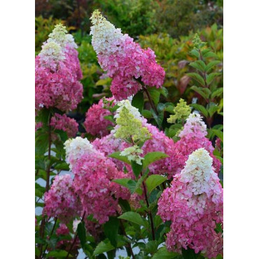 HYDRANGEA paniculata FRAISE MELBA 