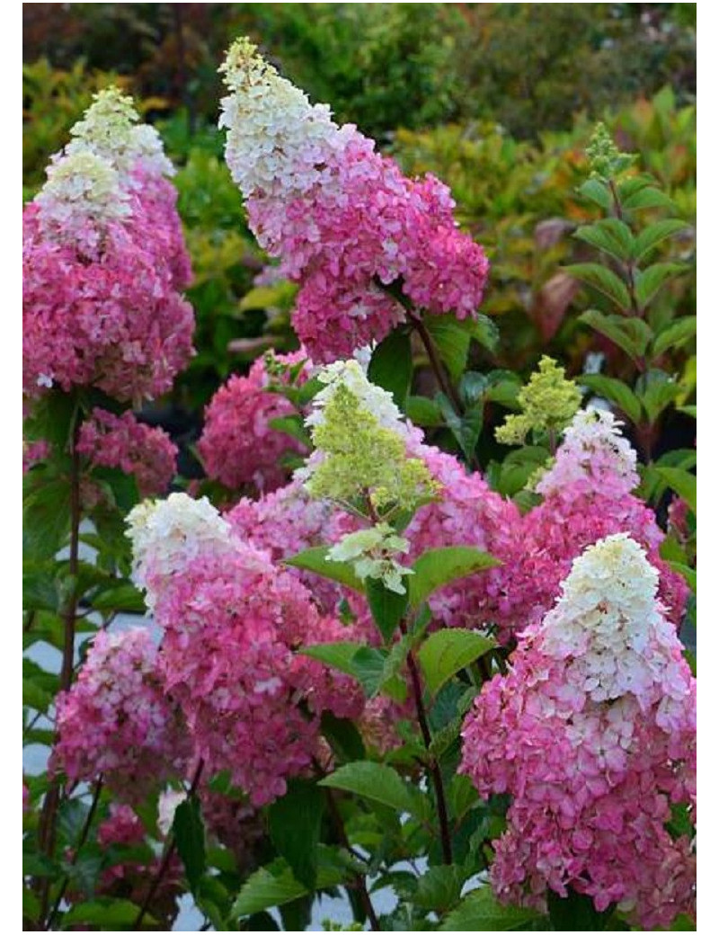 HYDRANGEA paniculata FRAISE MELBA 