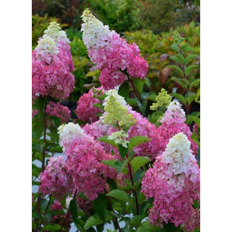 HYDRANGEA paniculata FRAISE MELBA 