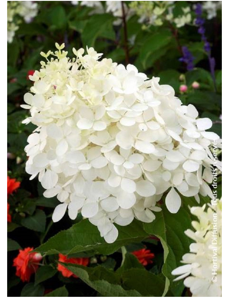 HYDRANGEA paniculata PHANTOM