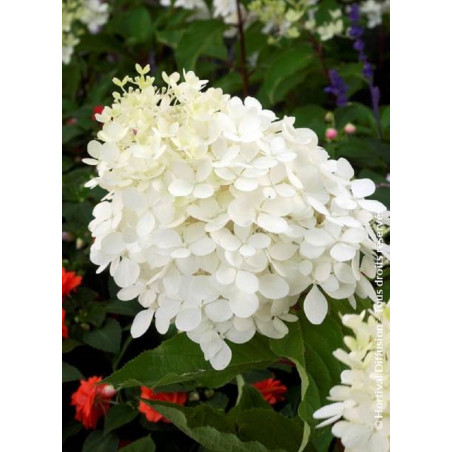 HYDRANGEA paniculata PHANTOM