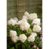 HYDRANGEA paniculata PHANTOM