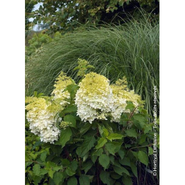 HYDRANGEA paniculata PHANTOM