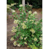 HYDRANGEA paniculata GREAT STAR 