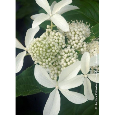 HYDRANGEA paniculata GREAT STAR 