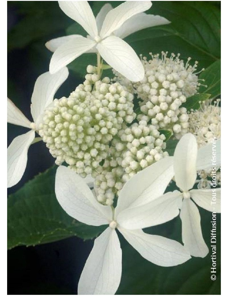 HYDRANGEA paniculata GREAT STAR 