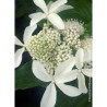 HYDRANGEA paniculata GREAT STAR 