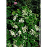 HYDRANGEA paniculata GREAT STAR 