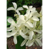 HYDRANGEA paniculata GREAT STAR 